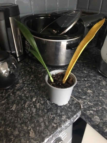 Photo of free Plants (High Wycombe, HP13) #2