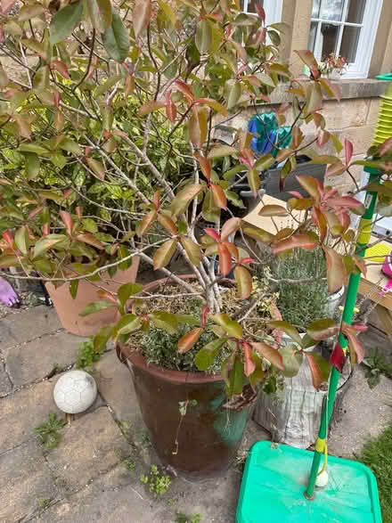 Photo of free Large Plant pot with plant (Standen park house) #3