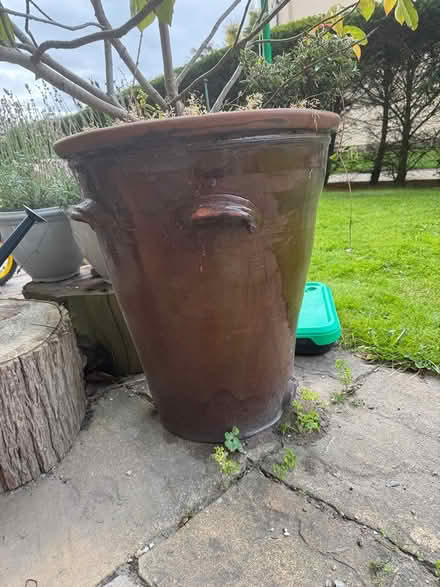 Photo of free Large Plant pot with plant (Standen park house) #2