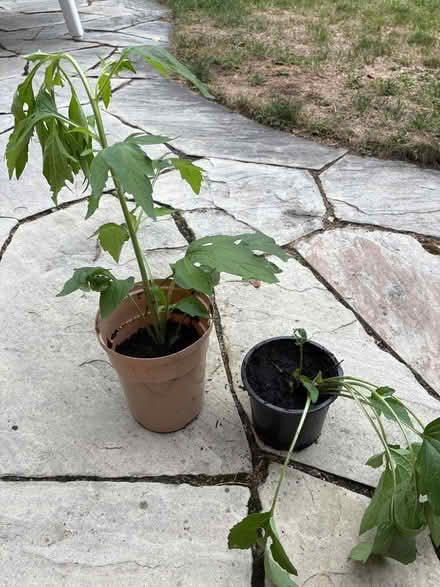 Photo of free Rudbeckia tri-loba (Burnhamthorpe and Tomken) #2