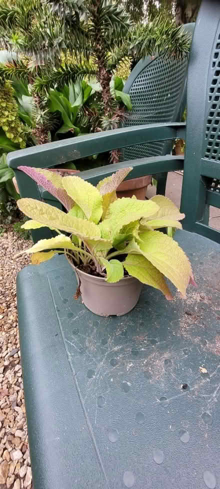 Photo of free Foxglove plants (Ellistown LE67) #1