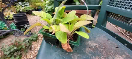 Photo of free Foxglove plants (Ellistown LE67) #3