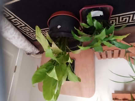 Photo of free Peace lily (CO13) #1