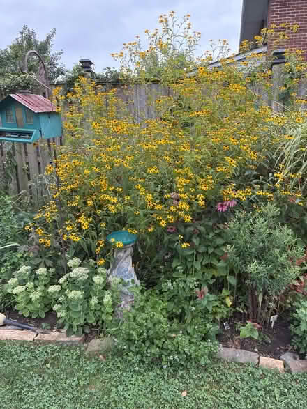 Photo of free Rudbeckia tri-loba (Burnhamthorpe and Tomken) #3
