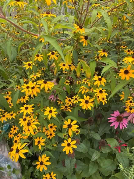 Photo of free Rudbeckia tri-loba (Burnhamthorpe and Tomken) #4