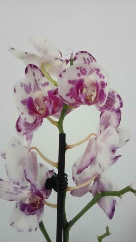 Photo of free Orchid (Horsham, near Bennetts Field) #2