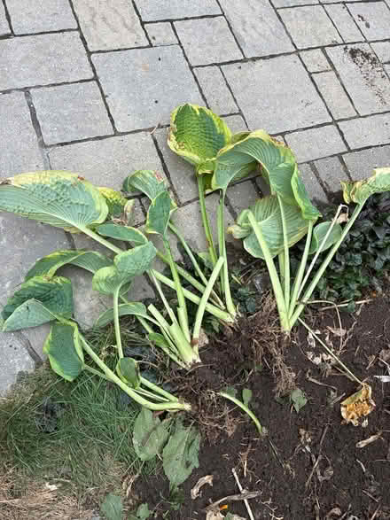 Photo of free Green and white hosta (Burnhamthorpe and Tomken) #1