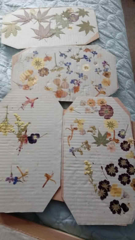Photo of free Flower press with flowers (Horsham, near Bennetts Field) #1
