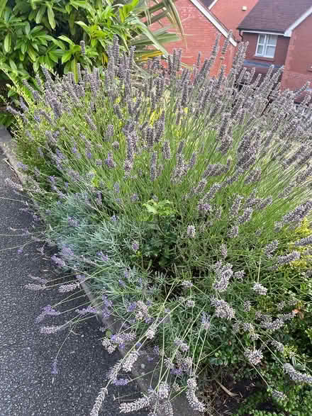 Photo of free Lavender (CH43) #2