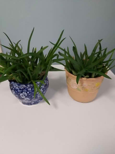 Photo of free Baby Aloe Vera Plants (Woolton L25) #3