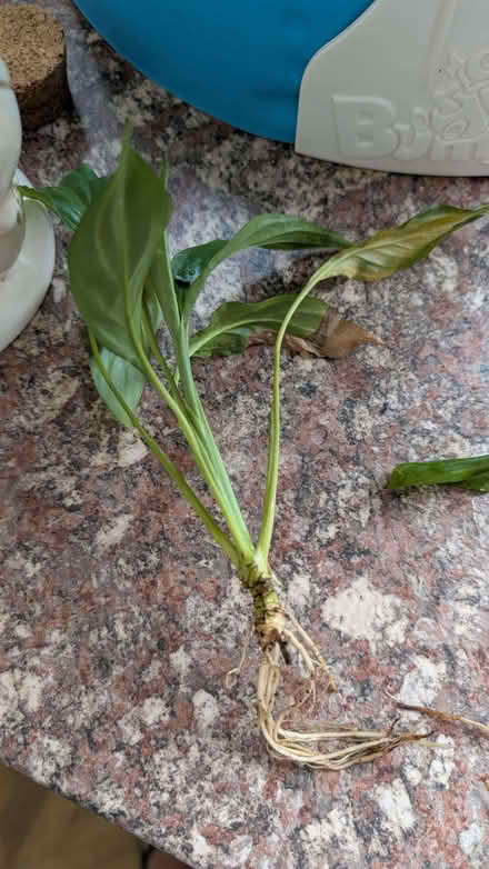 Photo of free Baby peace lily rotted cuttings (Shuttington B79) #2
