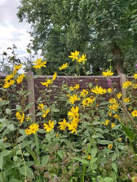 Photo of free Tall yellow plants (Woolton L25) #1