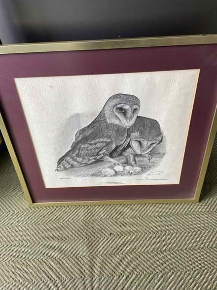 Photo of free Framed barn owls print (Chelmsford CM3) #1