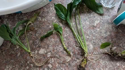 Photo of free Baby peace lily rotted cuttings (Shuttington B79) #3