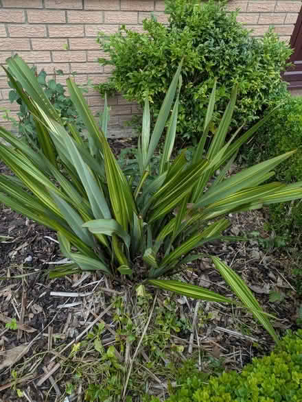 Photo of free Shrubs and plants (Dh7 0jt) #3