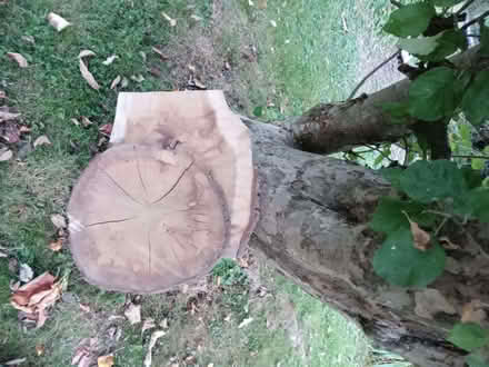 Photo of free Wooden cross-sections (Whitemans Green RH17) #2