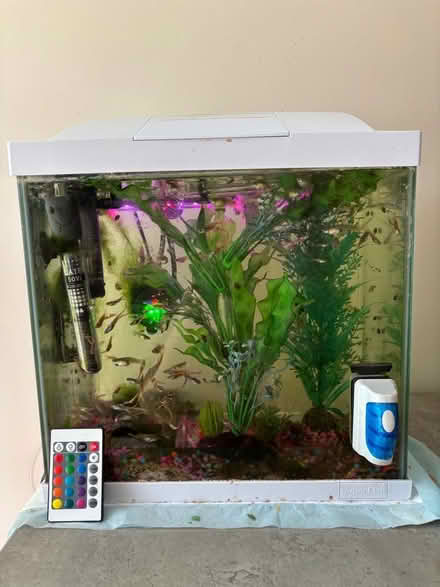 Photo of free Fish tank - artificial plants/ (Halstead CO9) #1