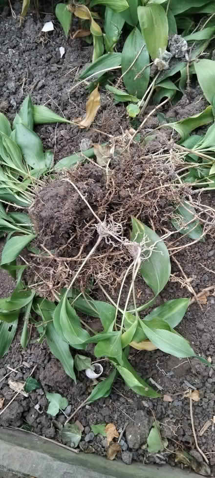 Photo of free Lily of the valley (Ingol PR2) #2