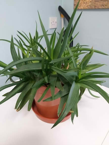 Photo of free Baby Aloe Vera Plants (Woolton L25) #4