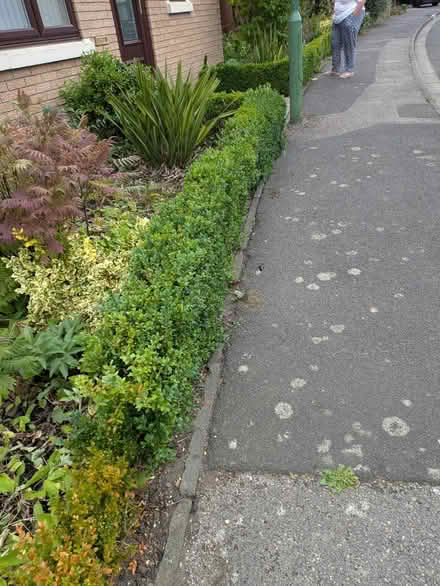 Photo of free buxus/box hedge plants (Dh7 0jt) #3