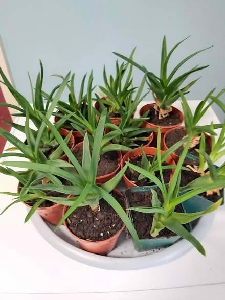 Photo of free Baby Aloe Vera Plants (Woolton L25) #1