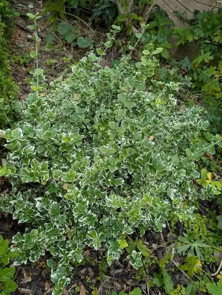 Photo of free Shrubs and plants (Dh7 0jt) #4