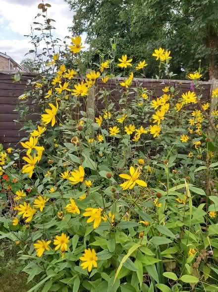 Photo of free Tall yellow plants (Woolton L25) #4