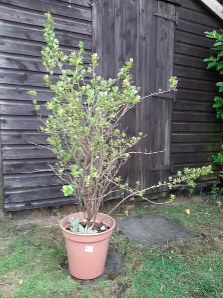 Photo of free Escallonia Shrub (Leeds LS14) #1
