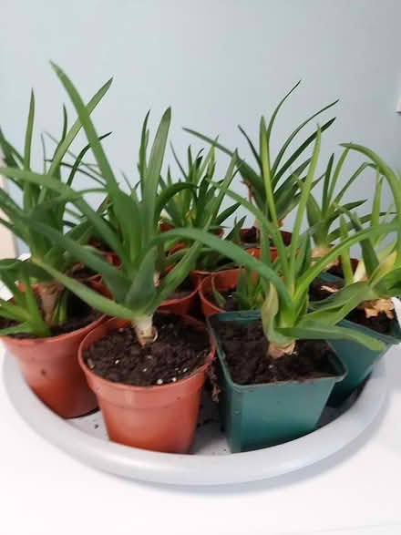 Photo of free Baby Aloe Vera Plants (Woolton L25) #2