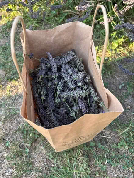 Photo of free Dried Lavender (Lower Weston) #2