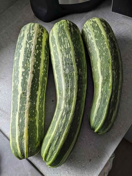 Photo of free Marrows for cooking (Cleethorpes DN35) #1