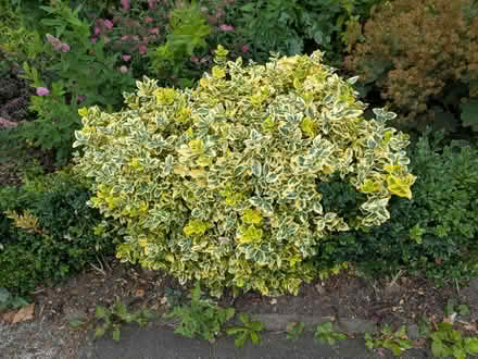 Photo of free Shrubs and plants (Dh7 0jt) #1