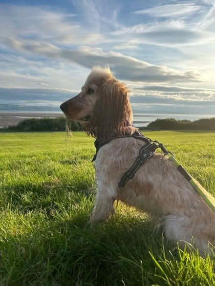 Photo of free Dog harness (Woolton L25) #4