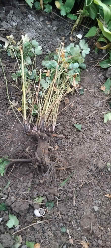 Photo of free Aquilegia plantπ (Ingol PR2) #1