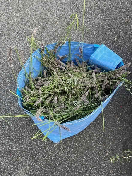 Photo of free Lavender (CH43) #1