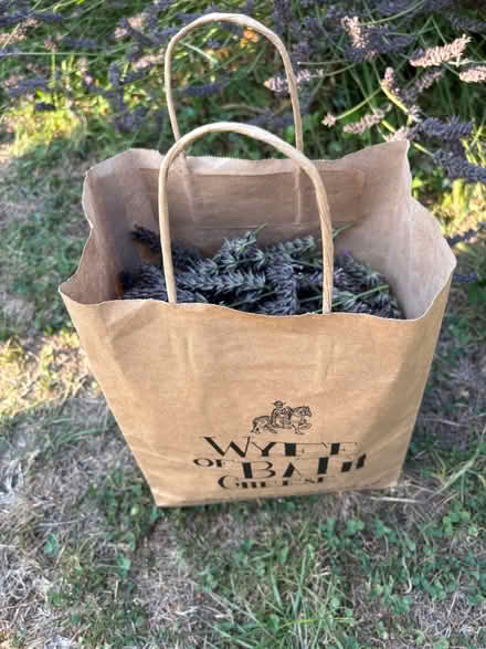 Photo of free Dried Lavender (Lower Weston) #1