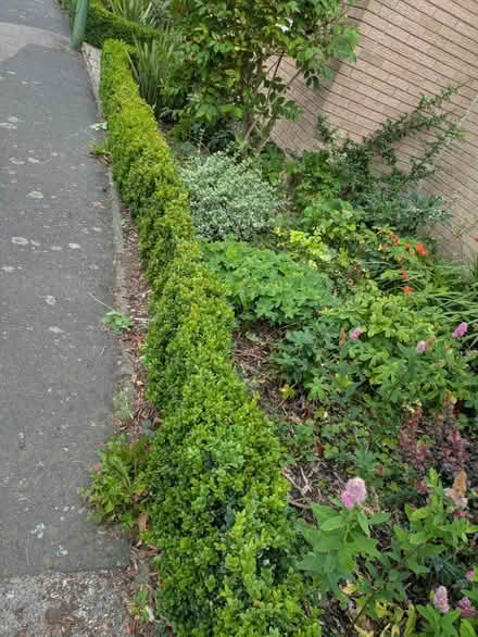 Photo of free buxus/box hedge plants (Dh7 0jt) #1