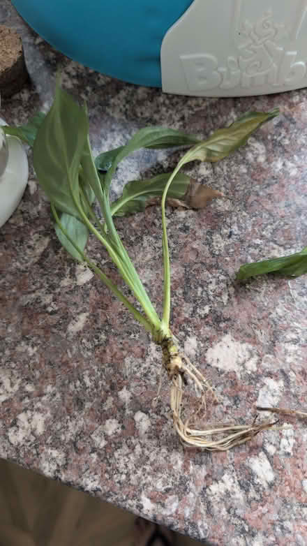 Photo of free Baby peace lily rotted cuttings (Shuttington B79) #1