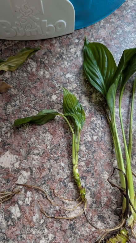 Photo of free Baby peace lily rotted cuttings (Shuttington B79) #4