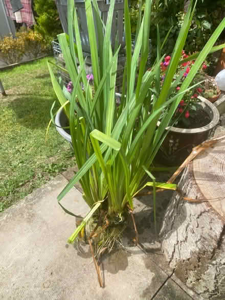 Photo of free Pond plant (Wentnor SY9) #1