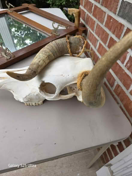 Photo of free Unique mirror and steer head (Belle mead nj off route 206) #2