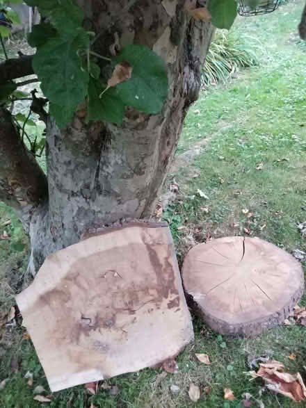 Photo of free Wooden cross-sections (Whitemans Green RH17) #1