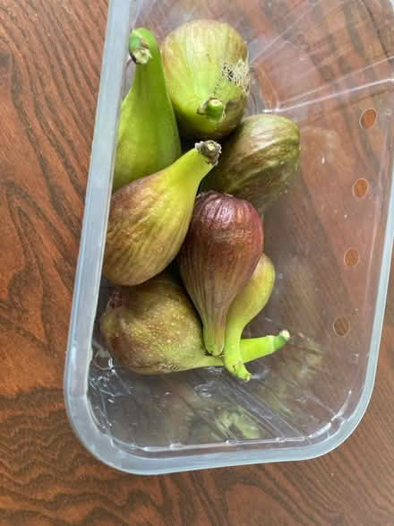 Photo of free Fresh figs (Bernards Heath AL3) #1