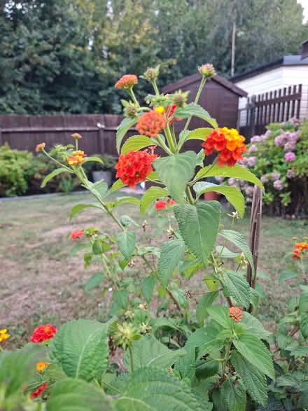 Photo of free Lantana standard yellow (Bilton CV22) #1