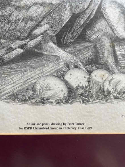 Photo of free Framed barn owls print (Chelmsford CM3) #2