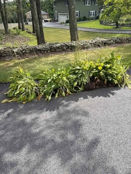 Photo of free Curb alert: hosta (Ossining) #1