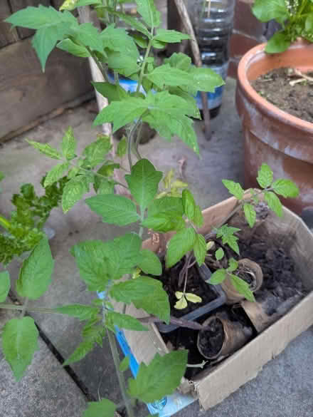 Photo of free Two healthy tomato plants (Themesmead SE28) #3