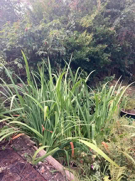 Photo of free Iris plants (Shipley BD18) #1