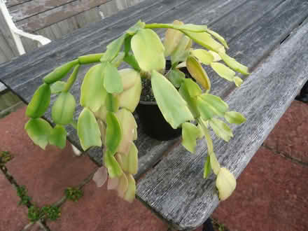 Photo of free House plant: Schlumbergera (Willingdon BN20) #1