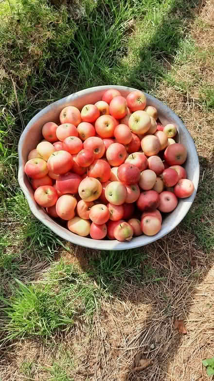 Photo of free Apples (Farlow DY14) #1